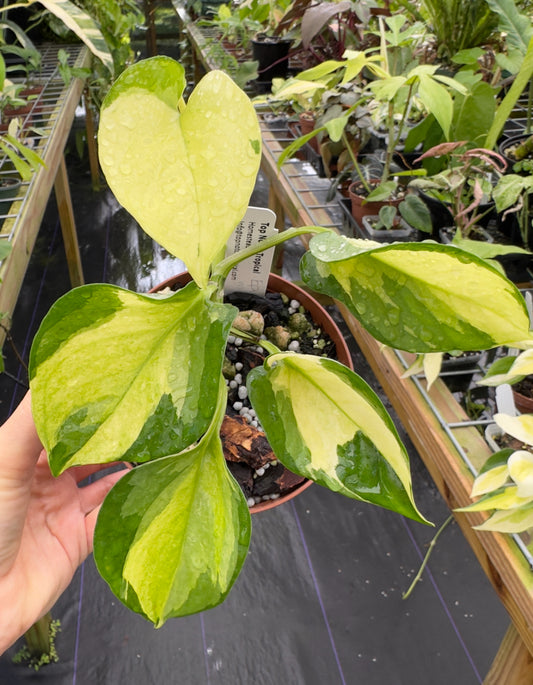 Rare NEW Pothos (Epipremnum aureum) Manjula mint variegated "Olivia"