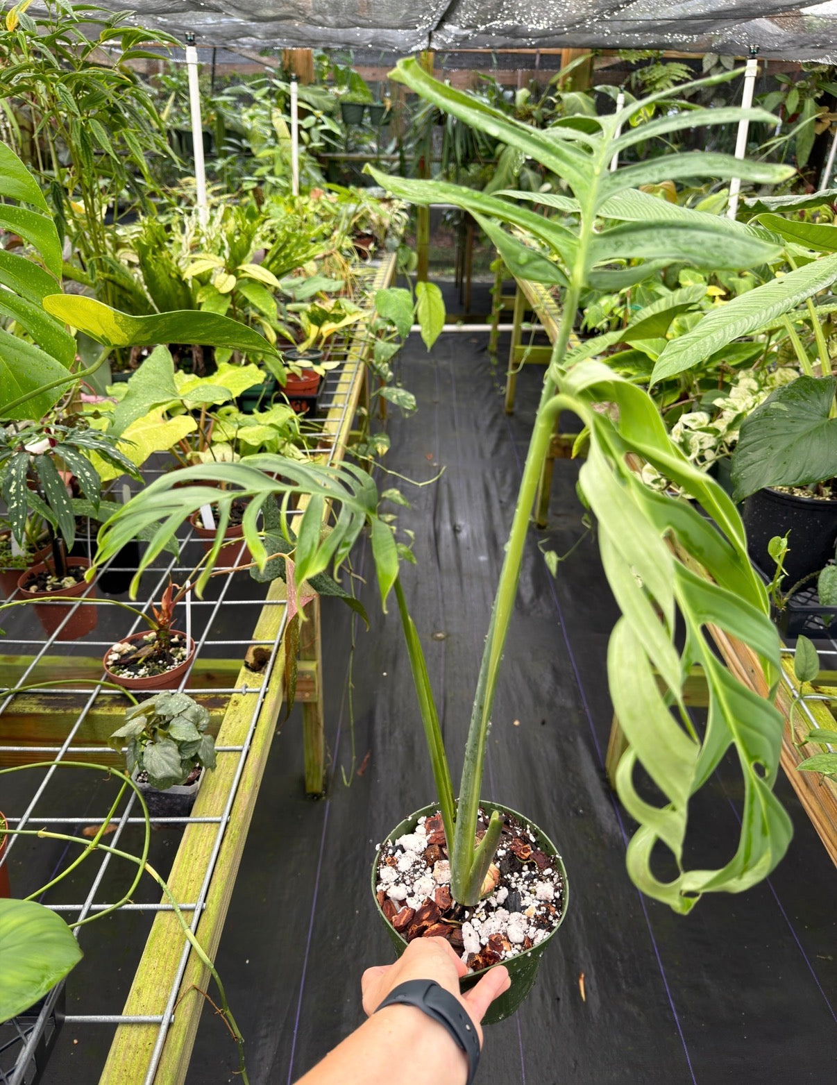 monstera croatii Monstera croatii Large Rare