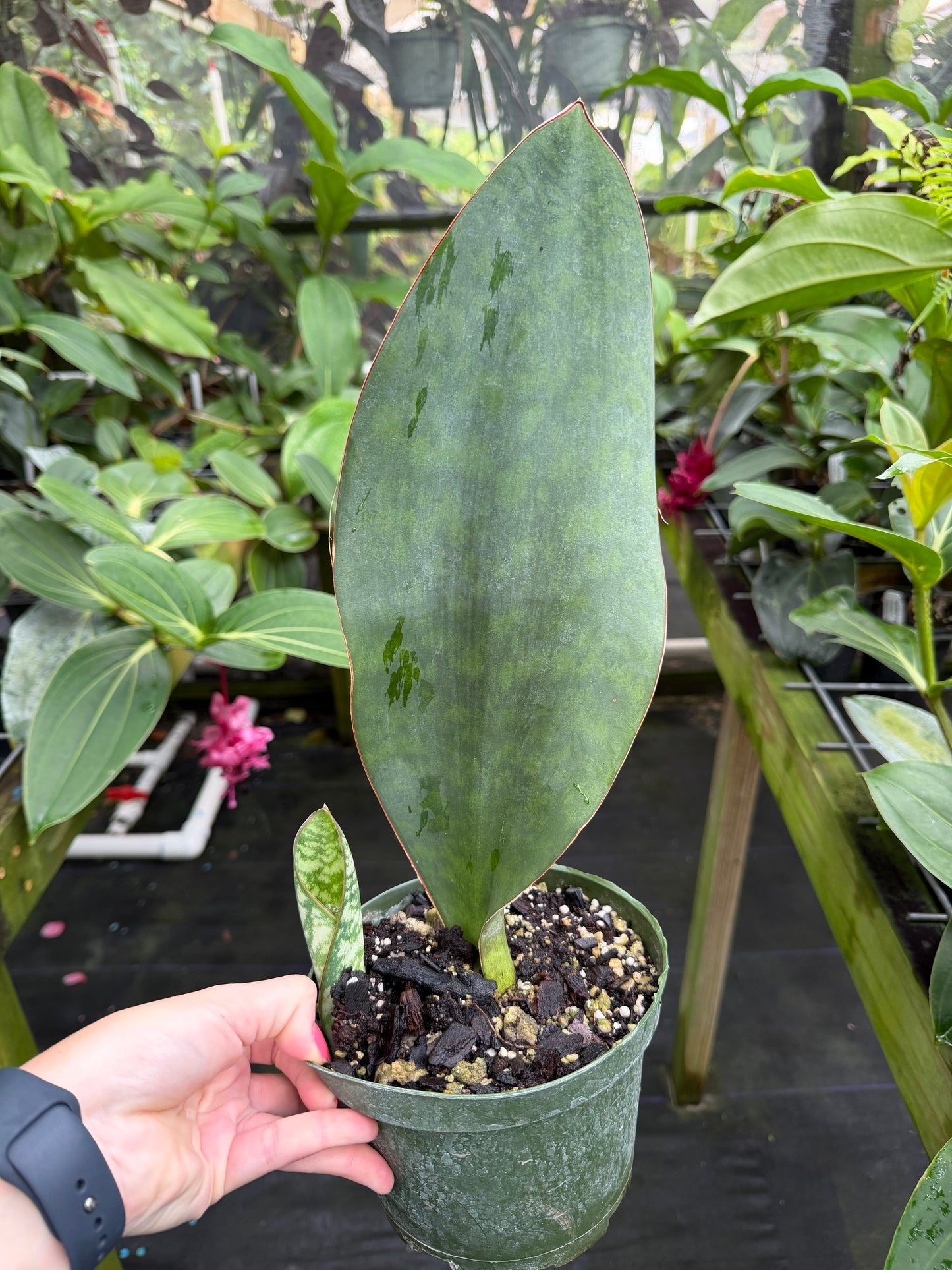 Sansevieria Masoniana, Whale Fin Snake Plant