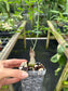 Adenia perrieri Ultra Rare Succulent