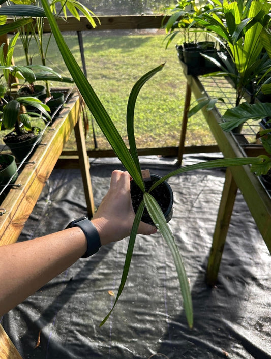 Copernicia gigas Palm