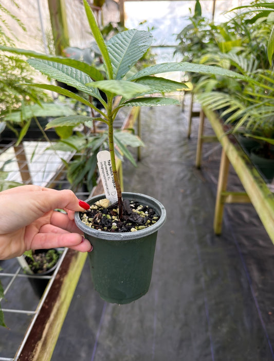 Dillenia indica tree