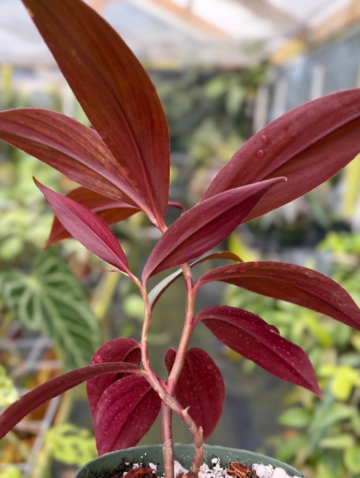 Costus erythrophyllus 'Grey Ghost'