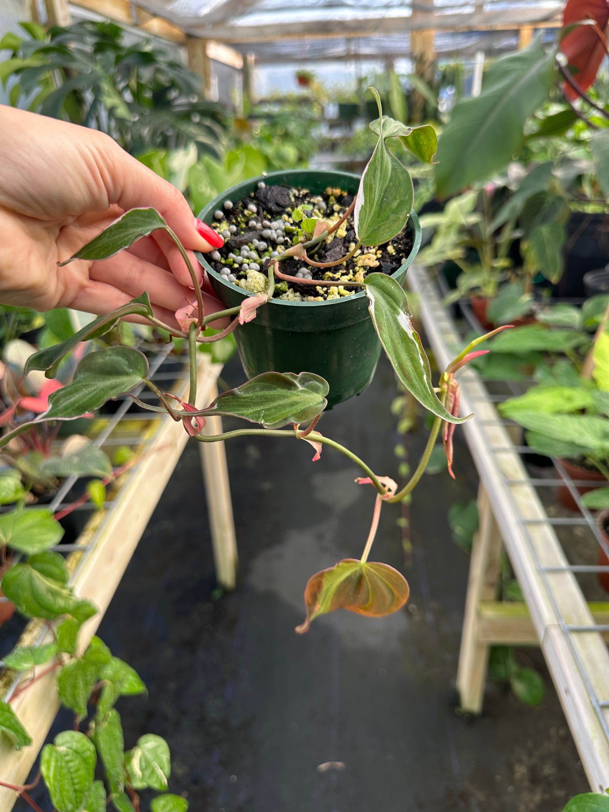philodendron halo micans Philodendron Micans ‘Halo’