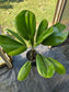 Licuala grandis Palm, Large, LOCAL PICK UP SPECIAL