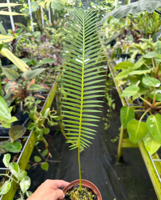 Dioon edule
