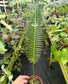 Dioon edule