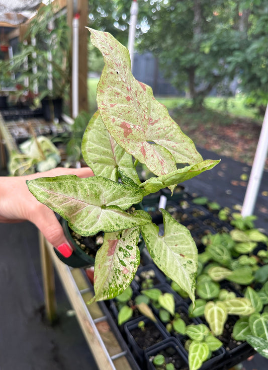 Syngonium podophyllum 'Confetti Tricolor'