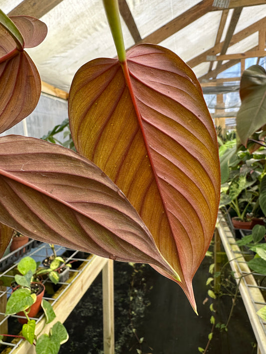 Philodendron ernestii red back