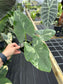 Alocasia macrorrhiza Variegated