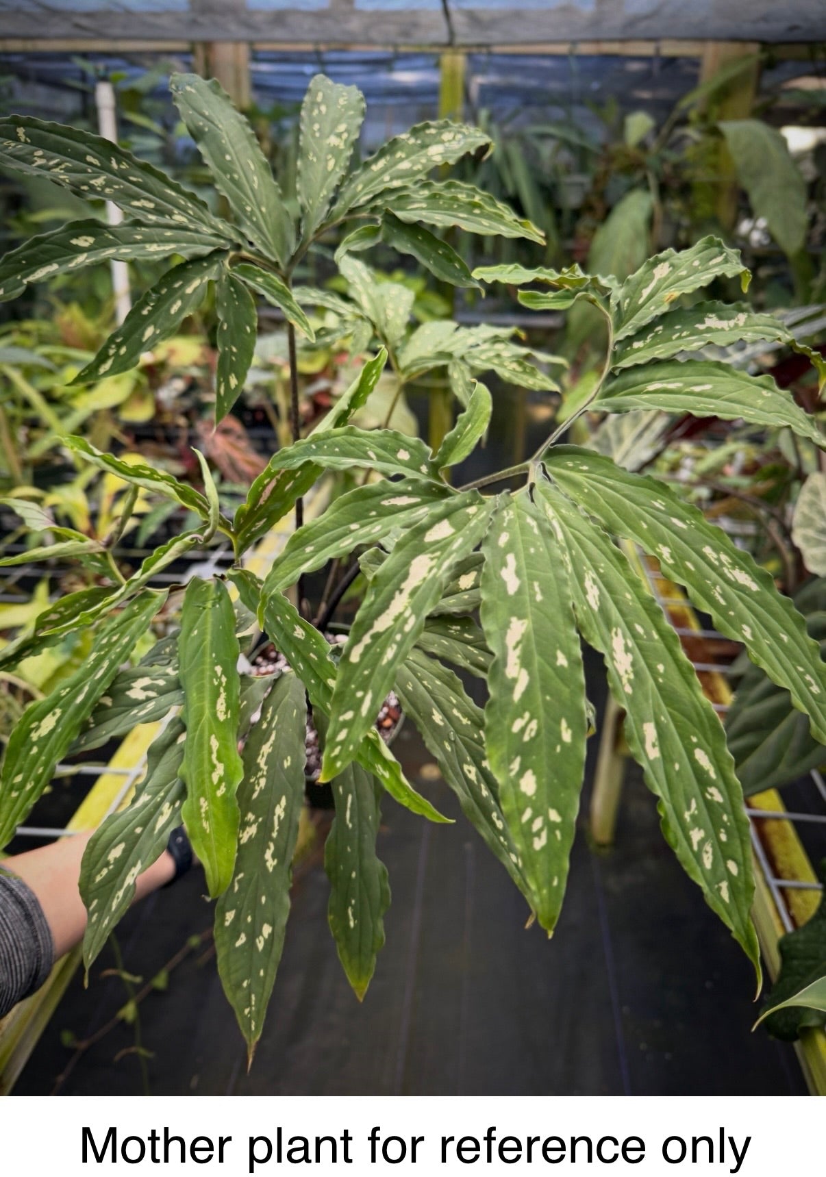 Chlorospatha kolbii RARE