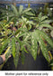 Chlorospatha kolbii RARE
