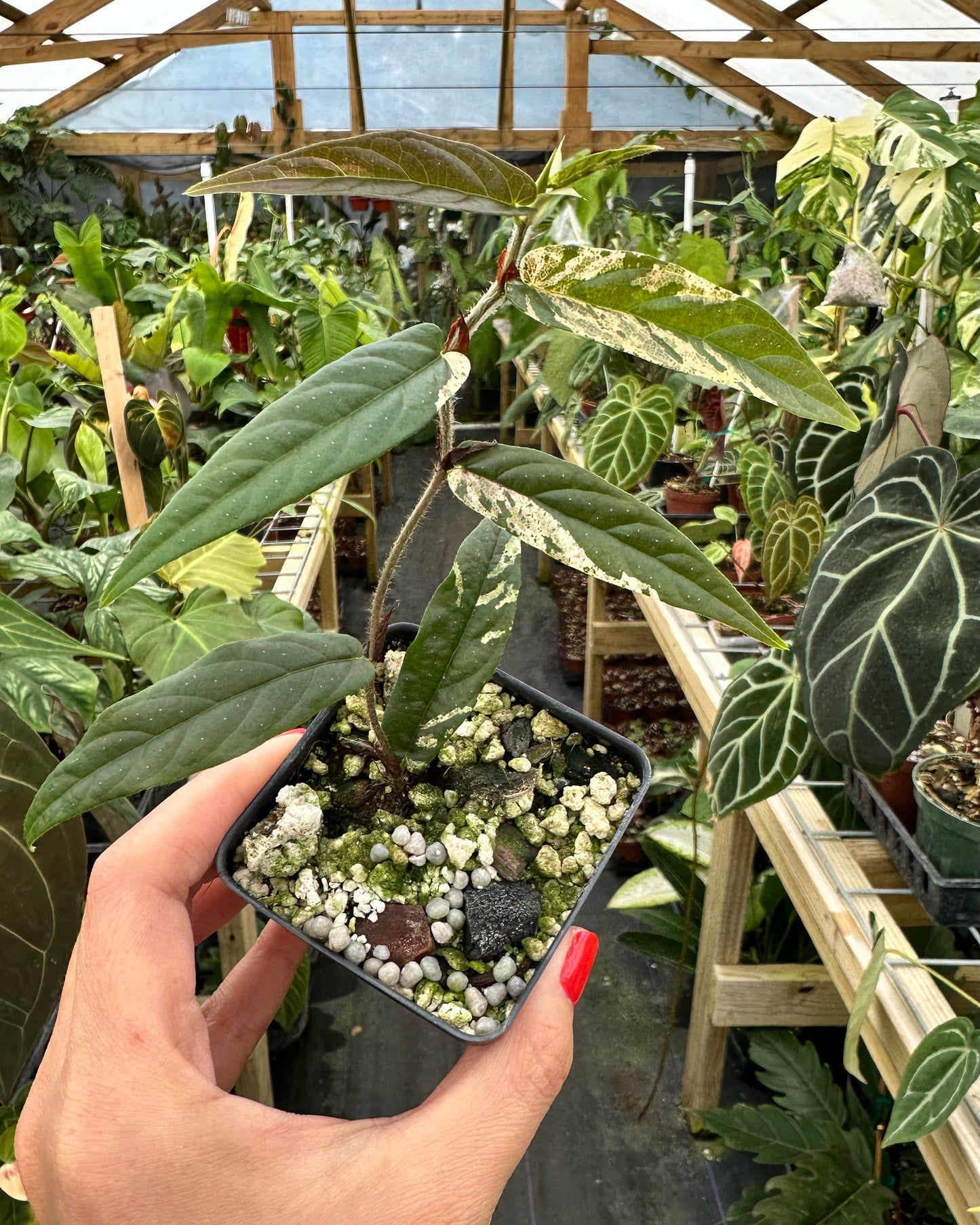 Ultra Rare Ficus sagittata variegated