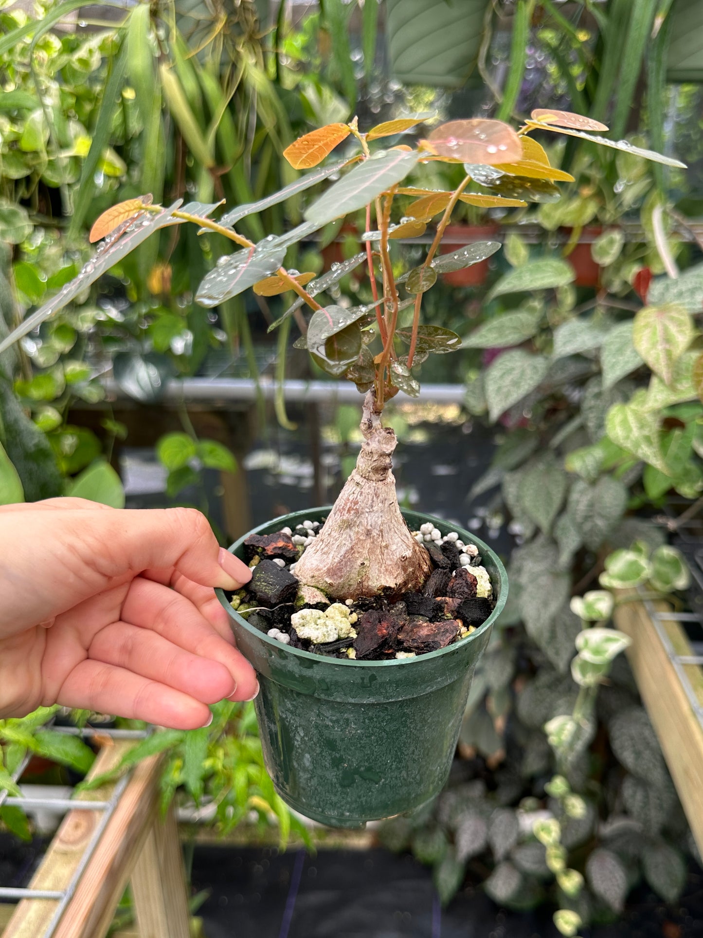Phyllanthus mirabilis
