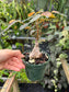 Phyllanthus mirabilis