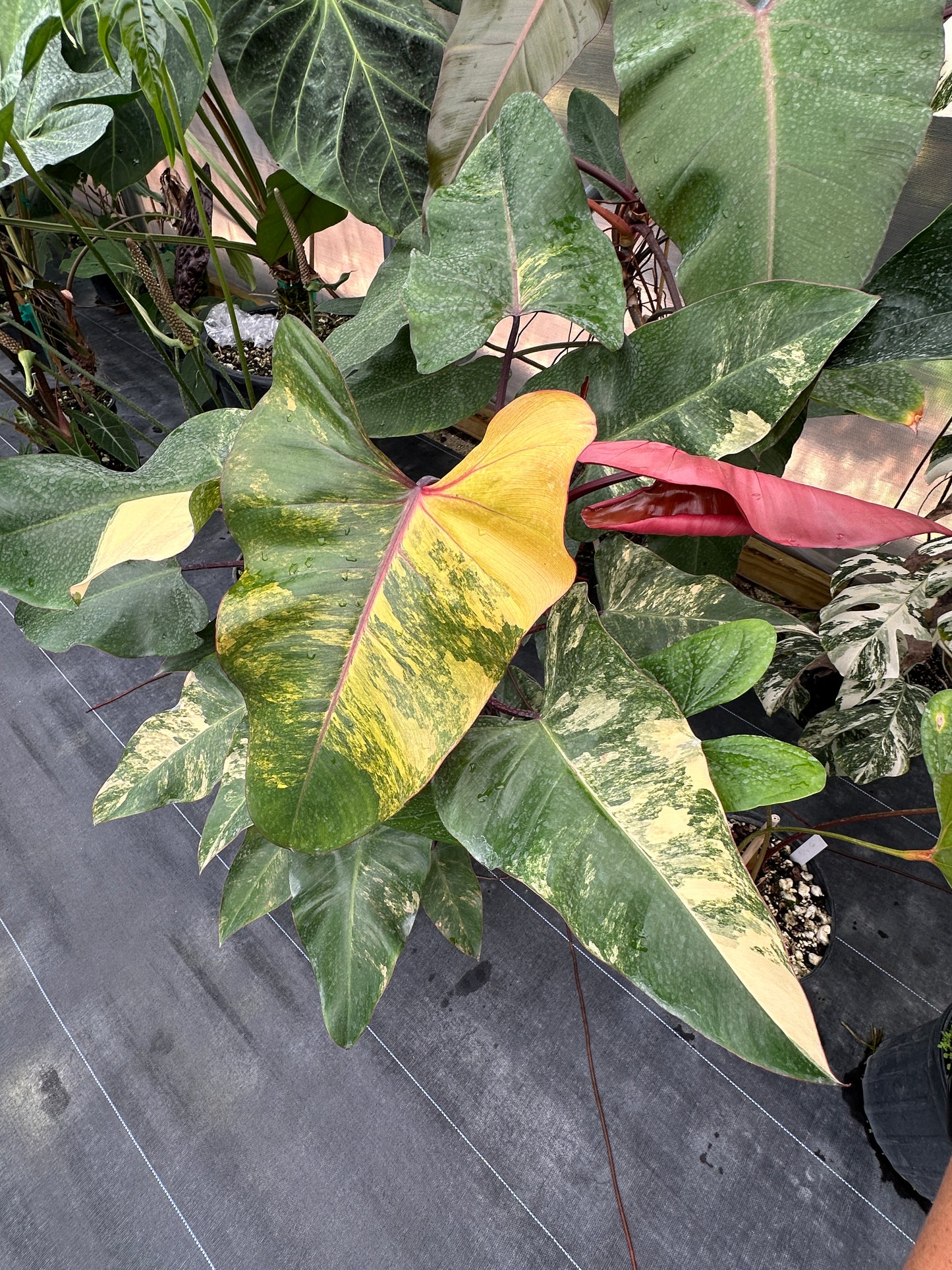 Philodendron 'Strawberry Shake' Large, LOCAL PICK UP SPECIAL