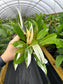 Philodendron wend imbe Variegated
