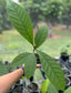 Barringtonia sp.