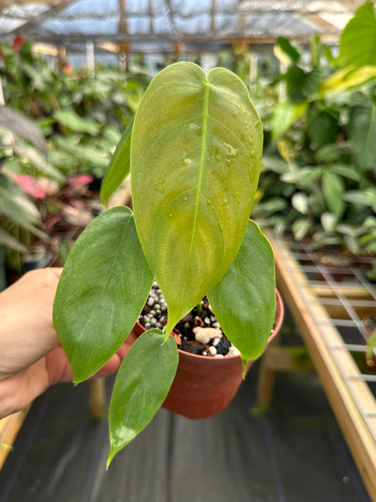 Philodendron sharoniae