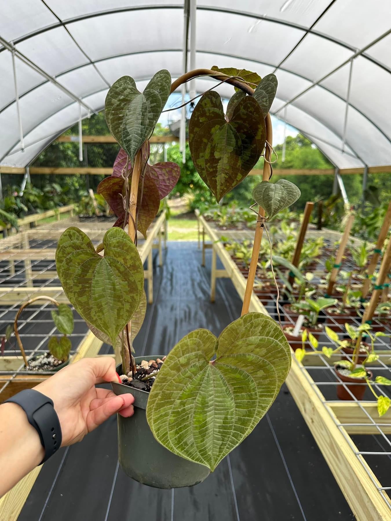 Dioscorea Discolor