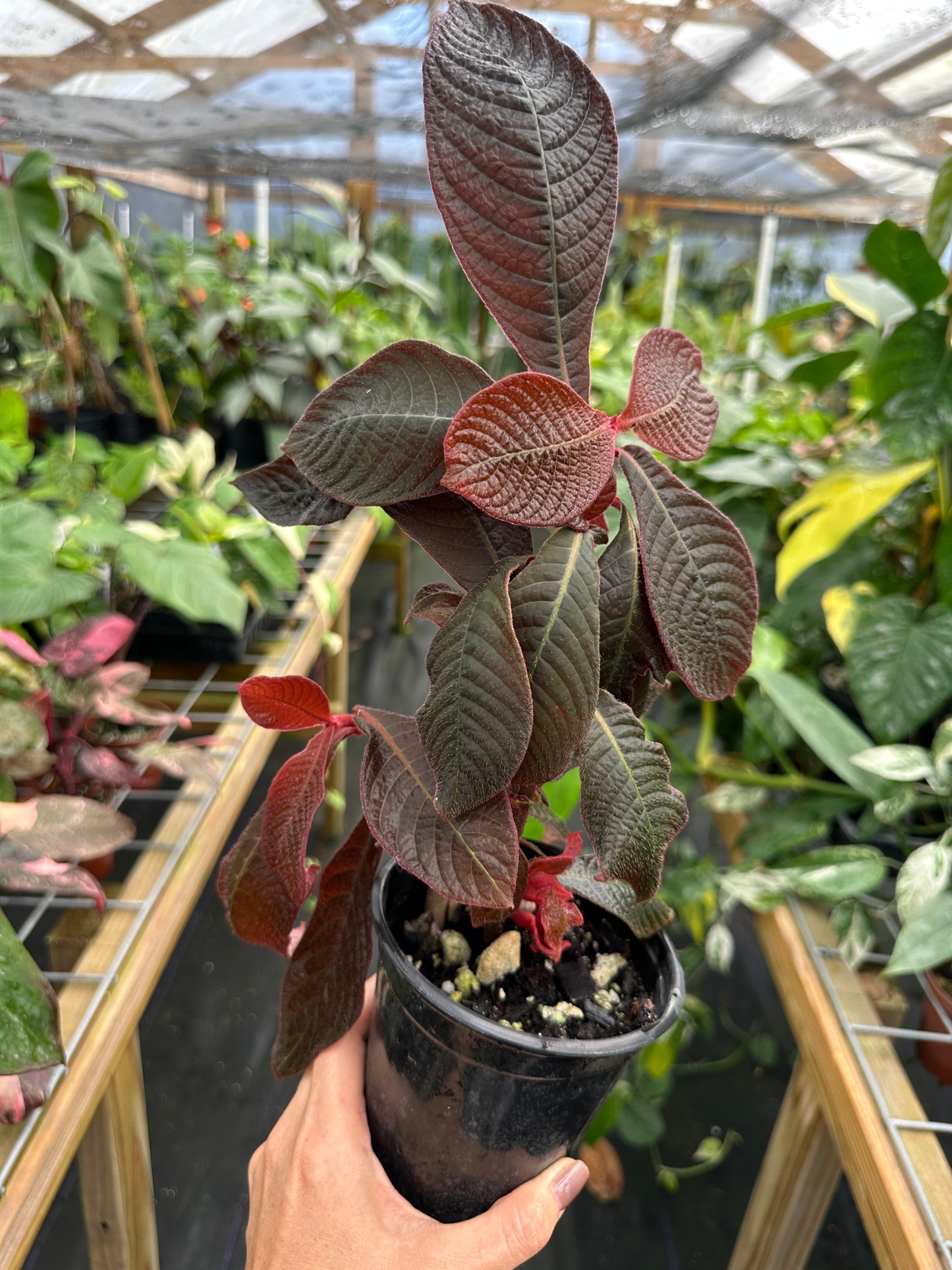 Hoffmannia roezlii type *red