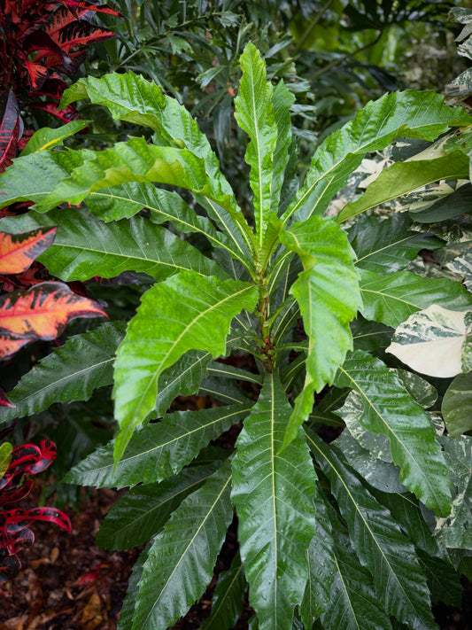 Ficus pseudopalma, Rare