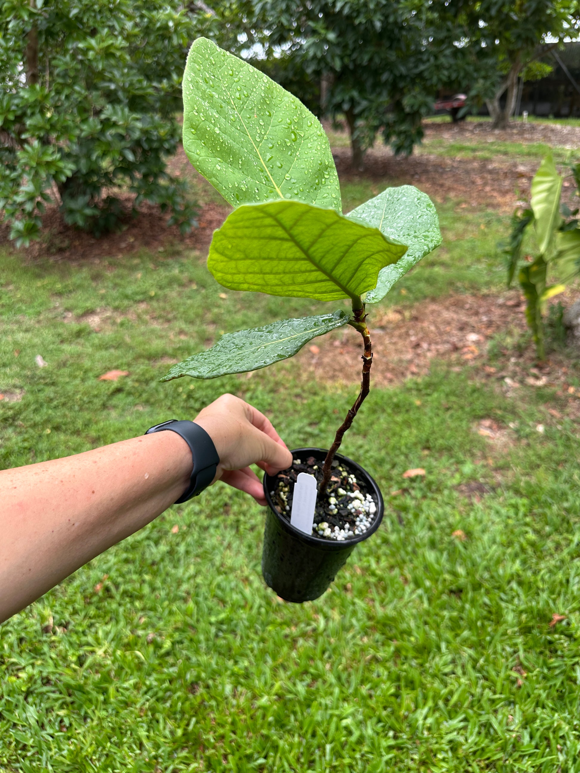 Cocioba Rares Coccoloba rugosa – Top Notch Tropical