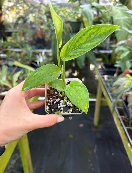 Monstera sp. ‘Black Velvet’