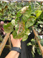 Syngonium Podophyllum "Strawberry Ice" variegated