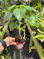 Impatiens cinnabarina, Rare African Species