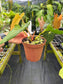 Anthurium 'Leland Miyano' (Ree Gardens) x 'Delta Dawn' (Red Gardens) EXACT PLANT