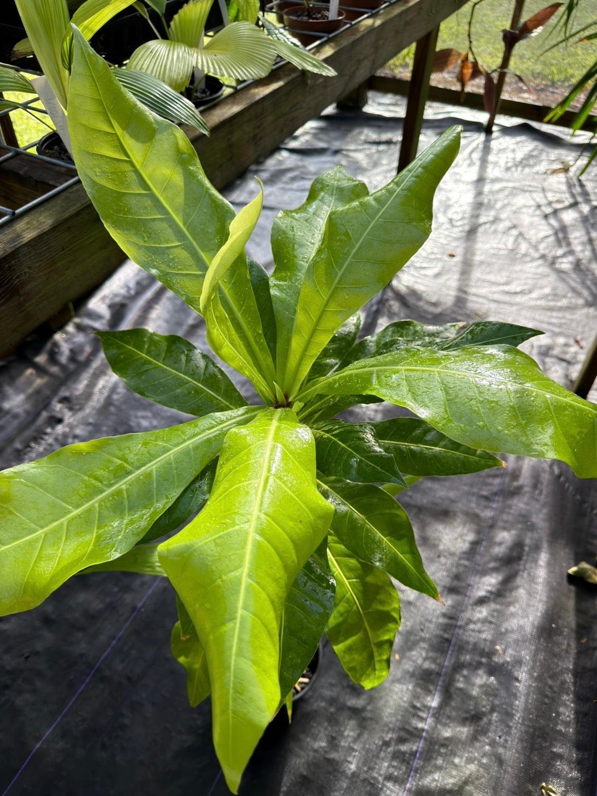 Barringtonia edulis Large *EXACT PLANT, LOCAL PICK UP SPECIAL