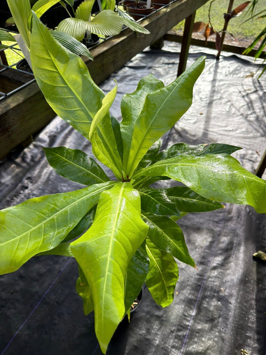 Barringtonia edulis Large *EXACT PLANT, LOCAL PICK UP SPECIAL