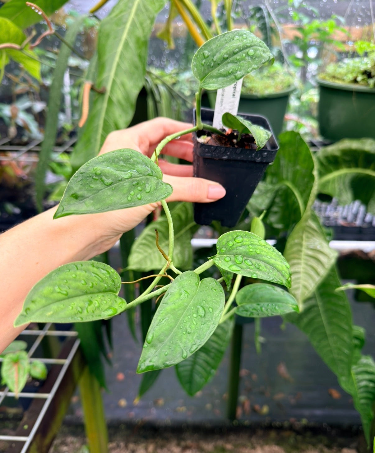 Monstera sp. ‘Black Velvet’