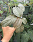 Homalomena humilis Silver Compact Form