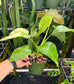 Monstera Aurea Variegated