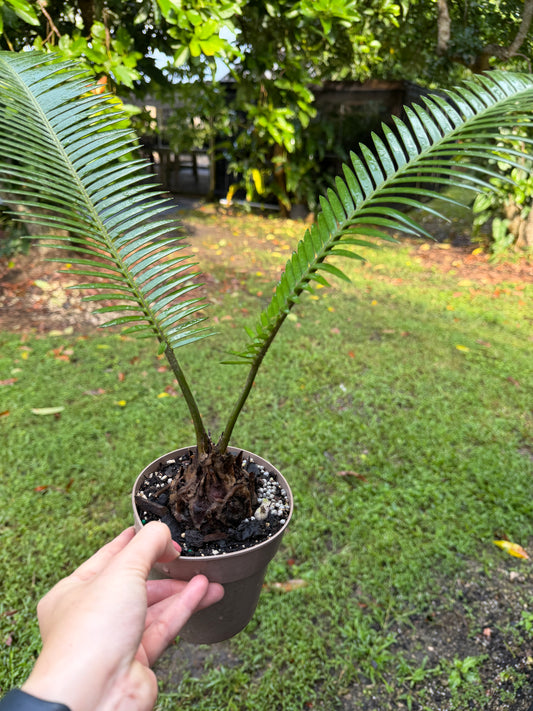 Dioon edule