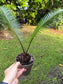 Dioon edule