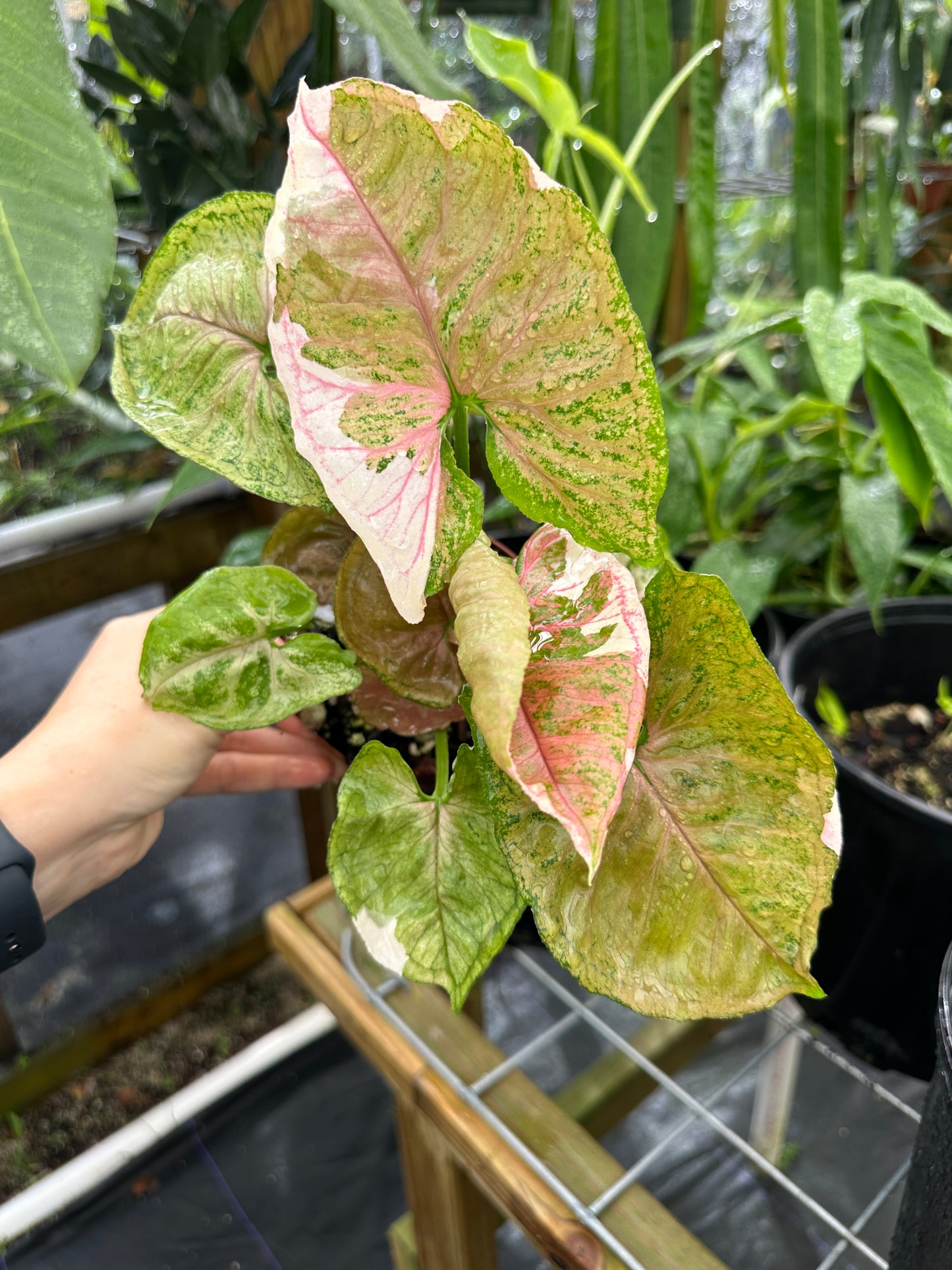 Syngonium Podophyllum "Strawberry Ice" variegated