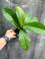 Ficus habrophylla, Rare New Caledonia Fig