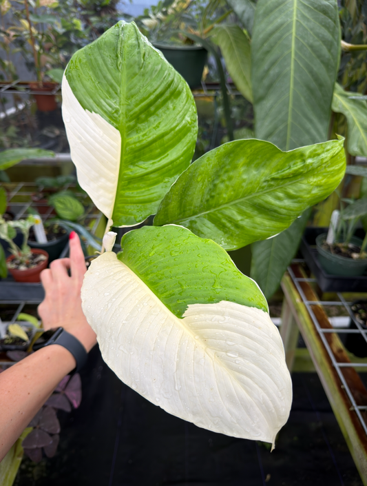Spathiphyllum "Wizard" Albo variegated Peace Lily