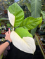Spathiphyllum "Wizard" Albo variegated Peace Lily