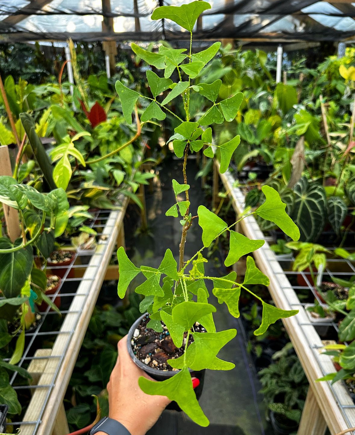 Erythrina vespertilio, Batswing Coral Tree