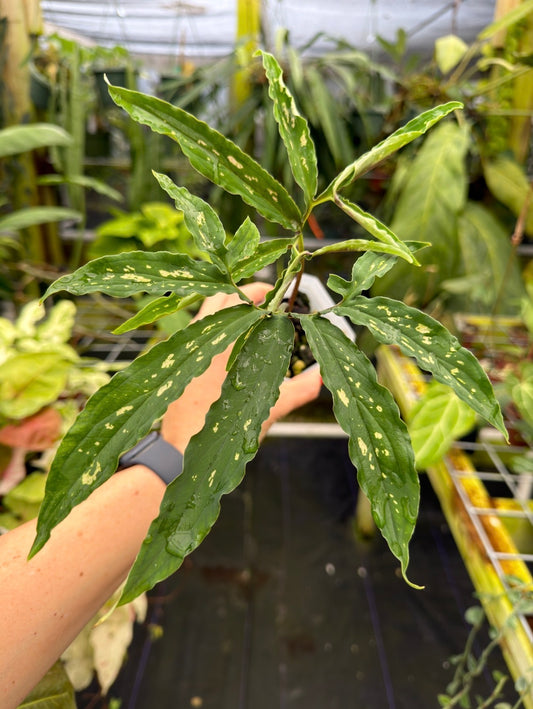 Chlorospatha kolbii RARE