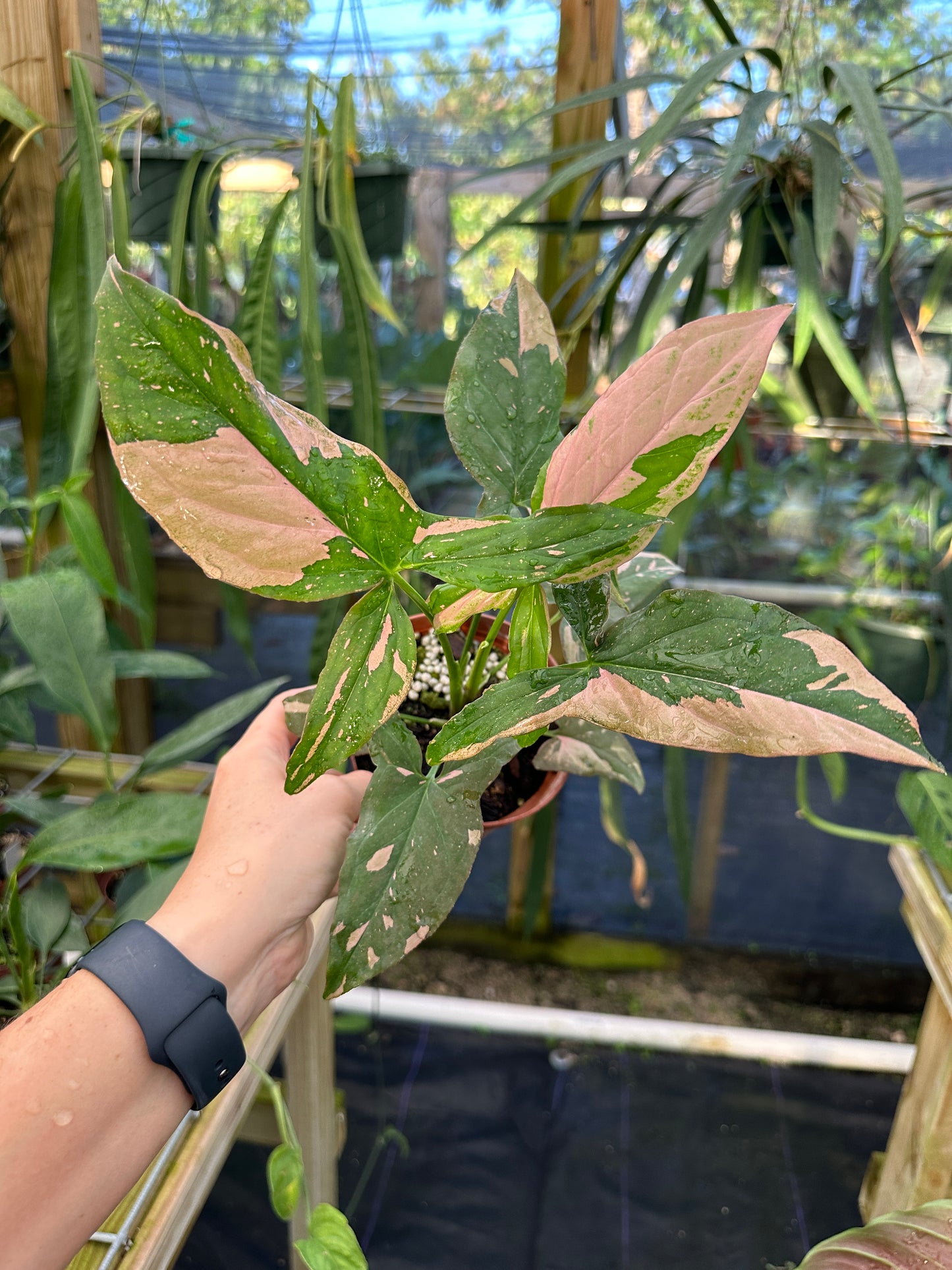 Syngonium 'Pink Splash'