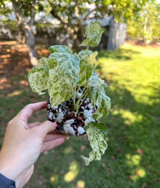 Amydrium sp. High variegated
