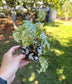 Amydrium sp. High variegated