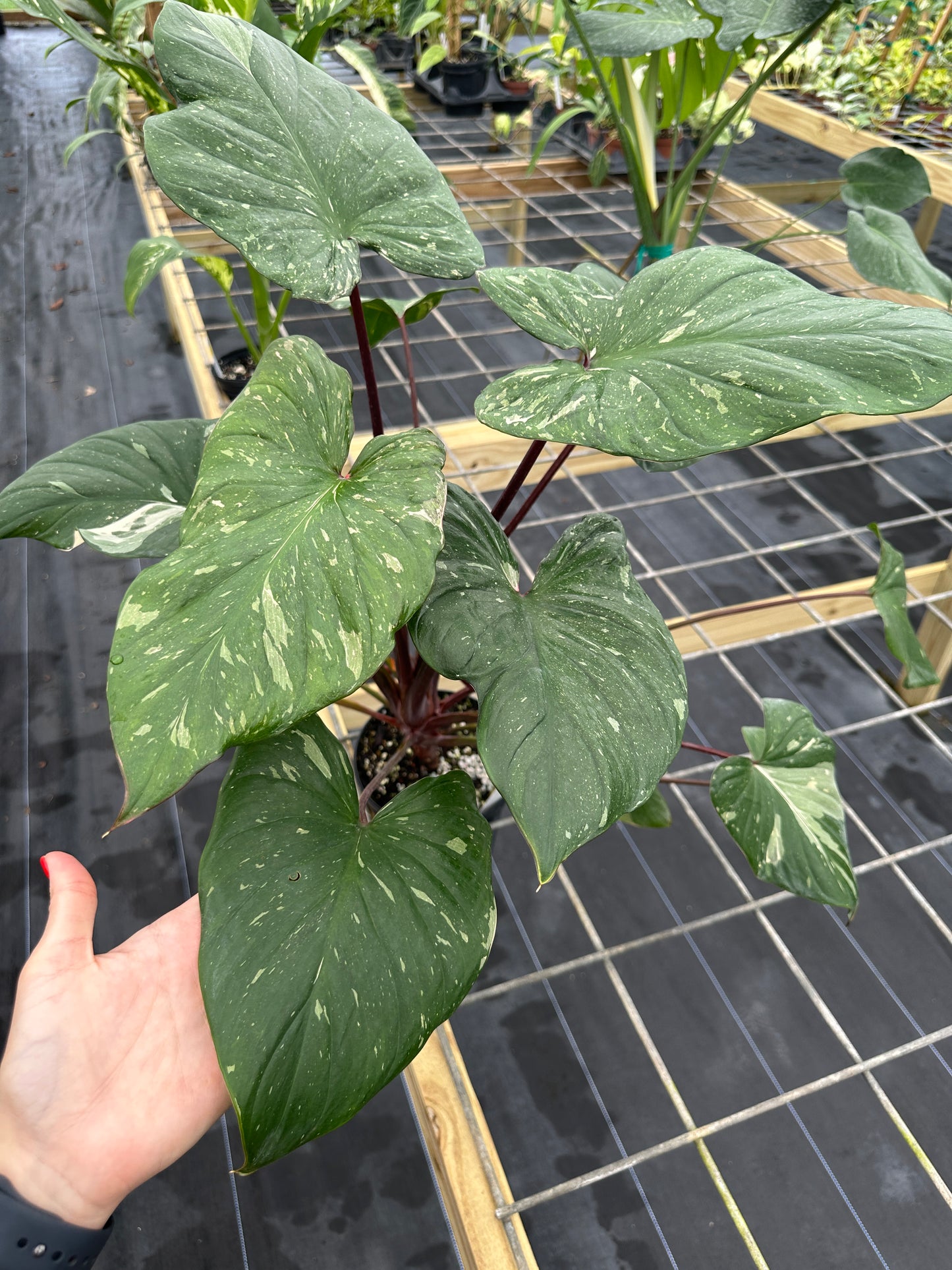 Homalomena rubescens 'Pink Splash' variegated, Large