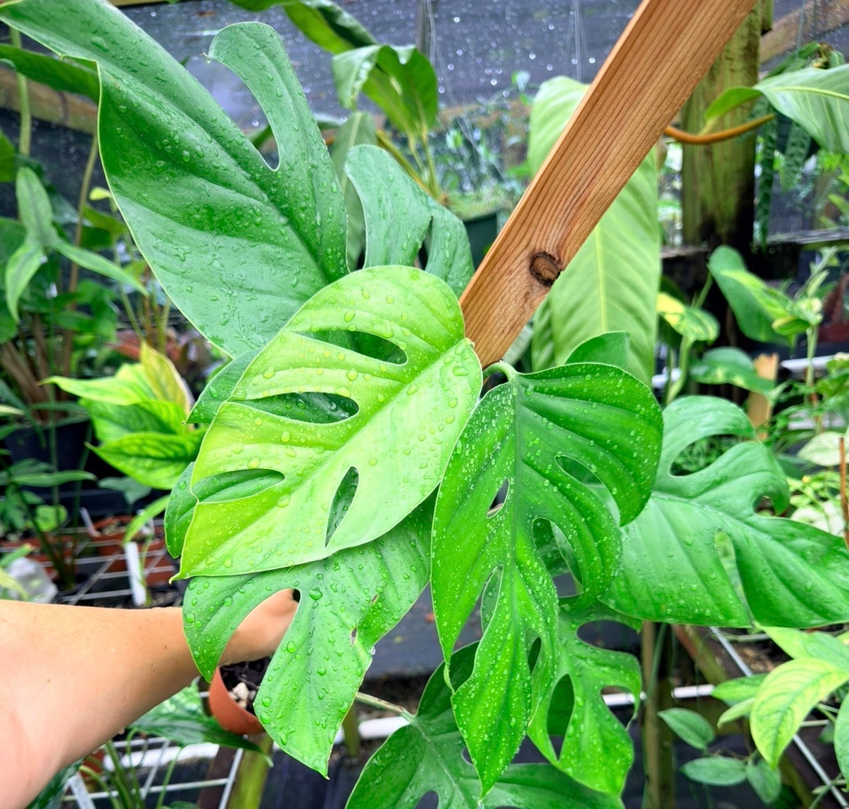 Rhaphidophora Pertusa