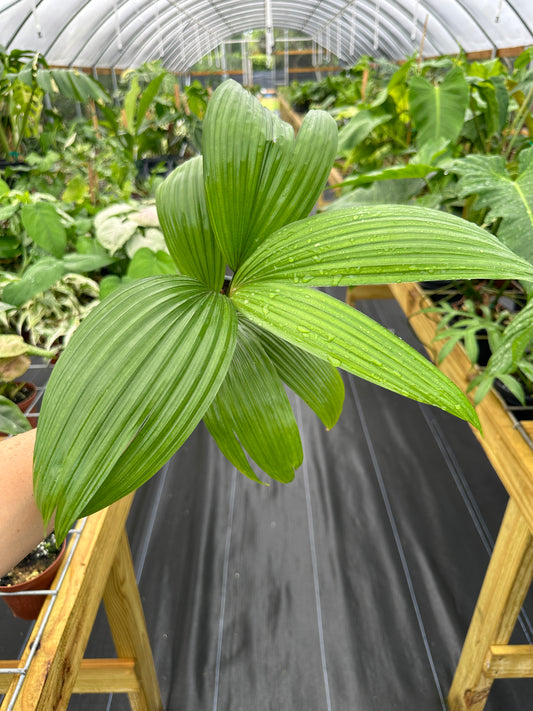 Kerriodoxa elegans, White backed palm